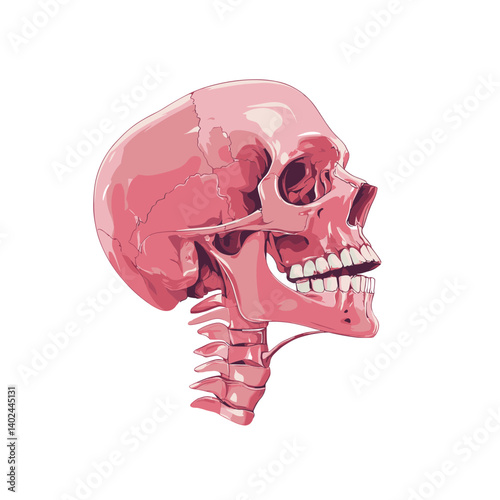Pink Human Skull Anatomy Illustration