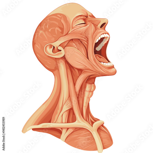 Detailed Human Head And Neck Muscle Anatomy Illustration