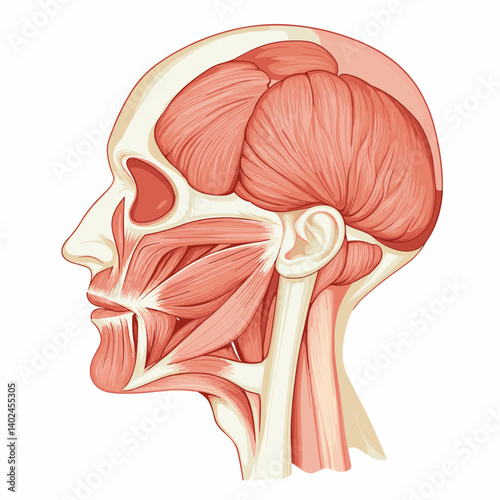 Detailed Illustration of Human Head and Neck Muscles