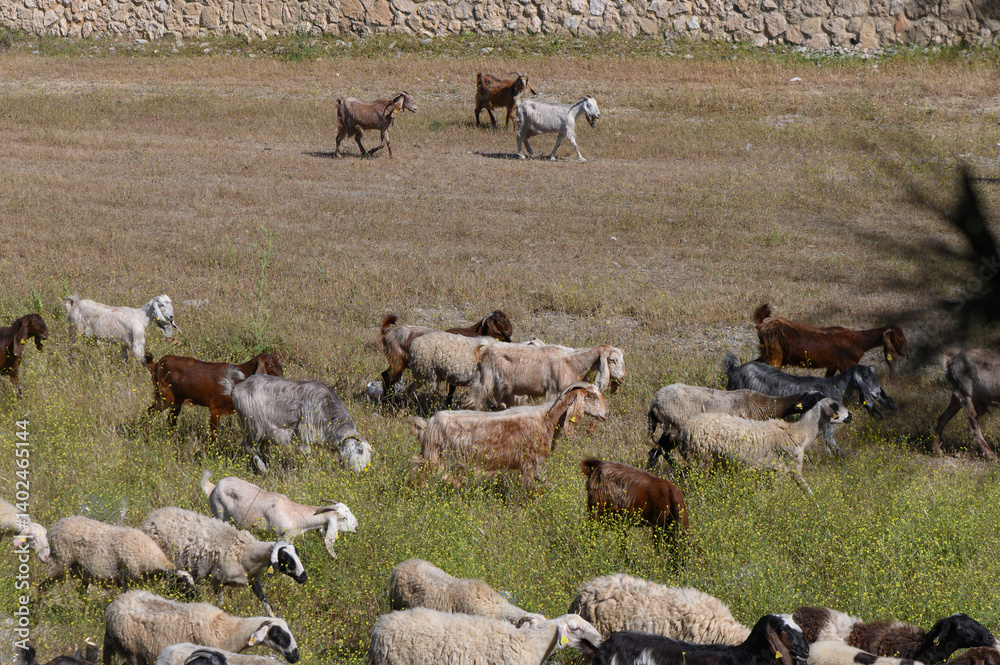 Fototapeta premium Herd of goats and sheep grazing peacefully on a sunlit field surrounded by stone walls