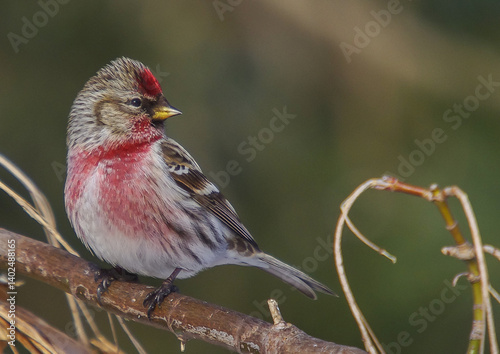 Common Redpoll - in early spring at wetland