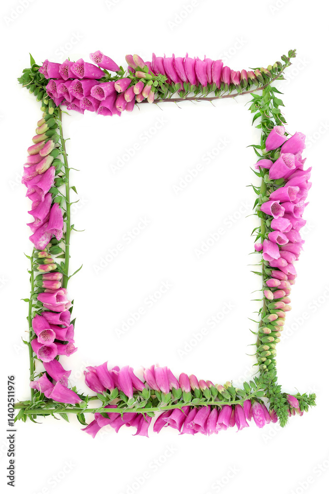 Obraz premium Foxglove flower background border frame on white. Purple floral Summer nature seasonal arrangement for greeting card. Digitalis purpurea.