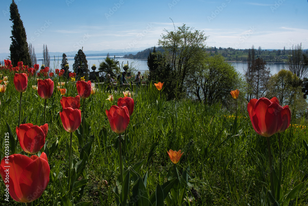 Blühende Tulpen am Bodensee