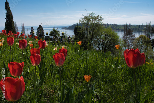 Obraz na płótnie Blühende Tulpen am Bodensee w salonie