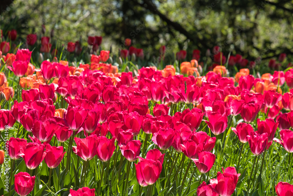 Blühende Tulpen