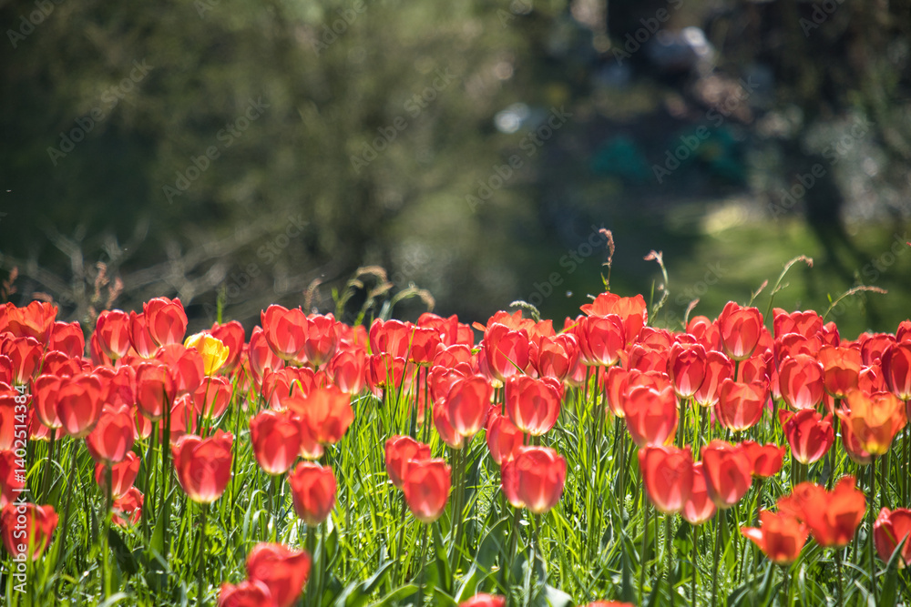 Blühende Tulpen