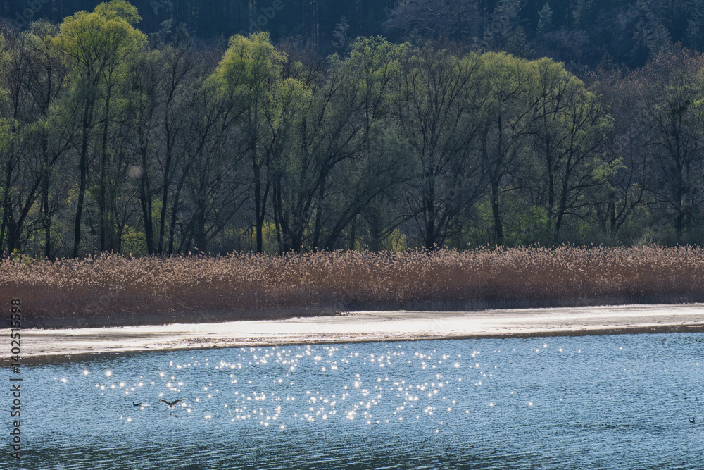 Frühling am Bodenseeufer