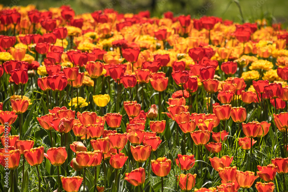 Blühende Tulpen