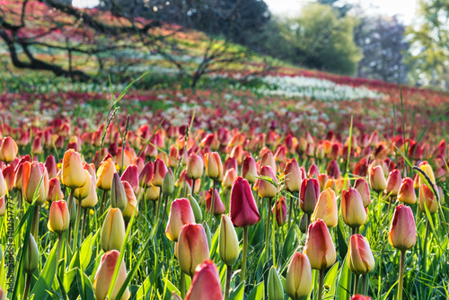 Obraz na płótnie Tulpen in der Wiese bei Morgenlicht w salonie
