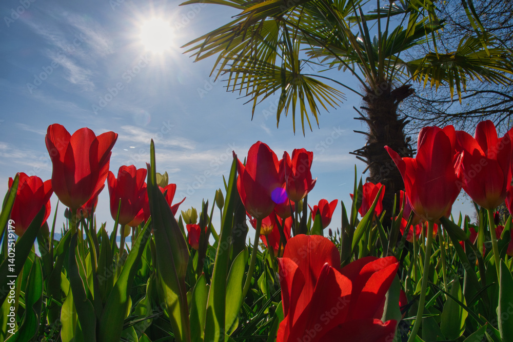 Blühende Tulpen unter der Sonne