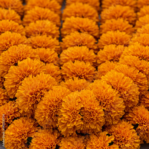 Abundance of Fresh Orange M...
