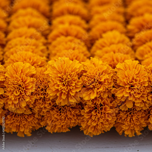 Close-up of Vibrant Orange ...