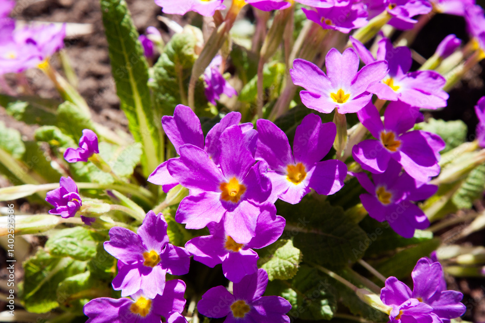 Colorful primroses on a sunny day, selective focus, close up. Lots of flowers in the frame Pink Primula. wild purple primrose in spring, lots of flowers, flower meadow. Natural purple background Colorful primroses on a sunny day, selective focus, close up. Lots of flowers in the frame Pink Primula. wild purple primrose in spring, lots of flowers, flower meadow. Natural purple background
