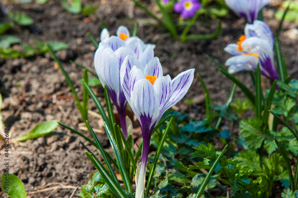 Purple crocus flowers on a sunny spring day. Crocuses are bright, beautiful primroses with a yellow center and pleasant-looking flowers. Natural floral background with delicate flowers Purple crocus flowers on a sunny spring day. Crocuses are bright, beautiful primroses with a yellow center and pleasant-looking flowers. Natural floral background with delicate flowers