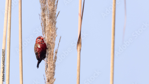 Red avadavat (Amandava amandava) bird perching on dry bushes in the forest. photo
