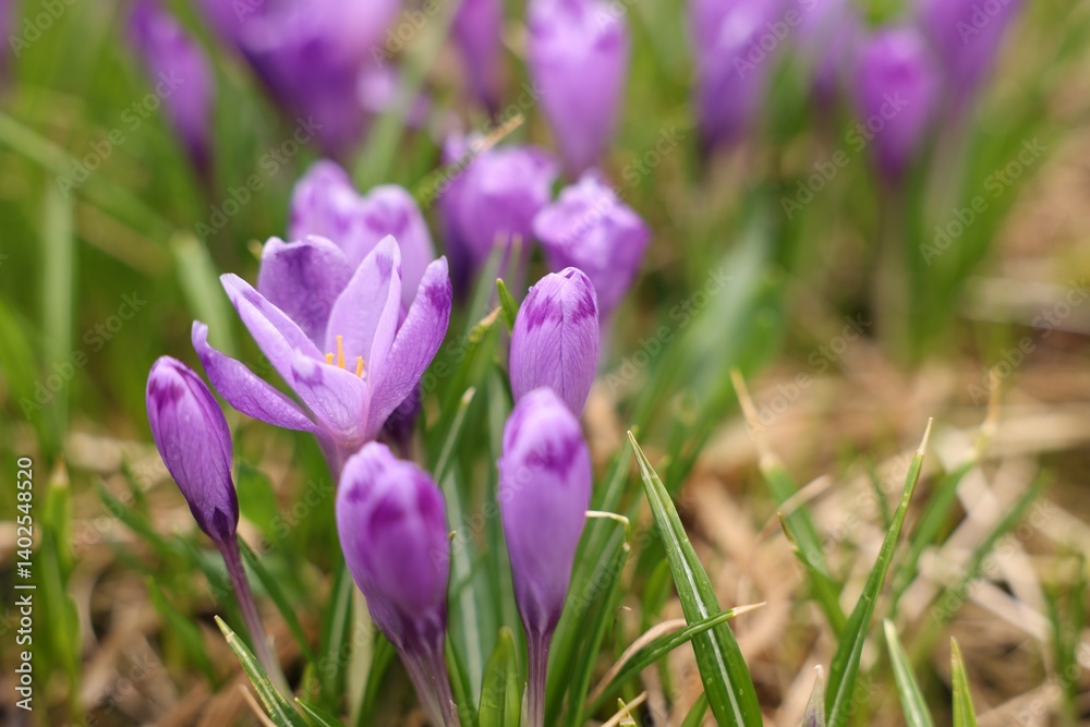 Many beautiful flowers and grass growing outdoors, closeup Many beautiful flowers and grass growing outdoors, closeup