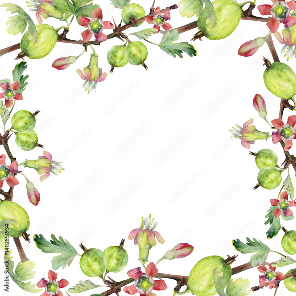 Naklejka premium Gooseberry berries leaves flower buds on thorny branch, watercolor hand drawn. Ripe garden juneberry casseille currant. Isolated square border frame illustration. Preserves cookbook, farmer calendar