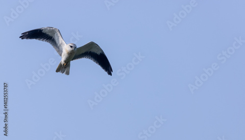 Black-shouldered kite (Elanus axillaris) flying in sky.