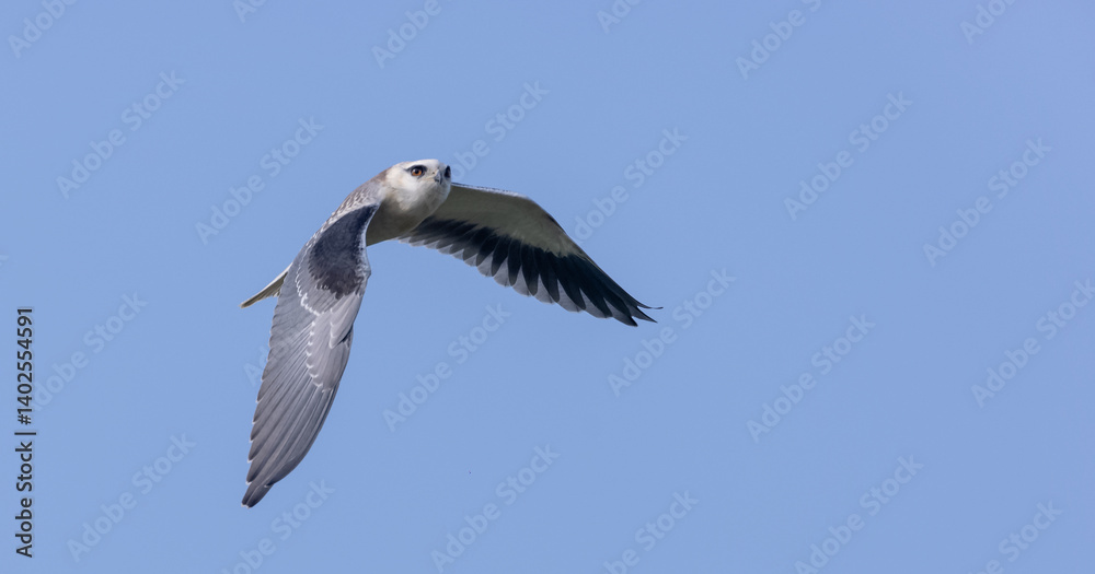 Black-shouldered kite (Elanus axillaris) flying in sky. Black-shouldered kite (Elanus axillaris) flying in sky.