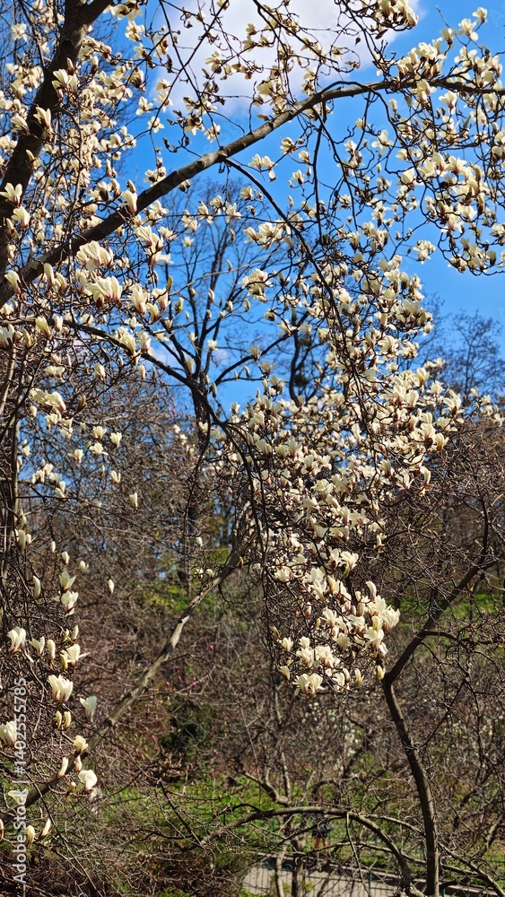 Magnolia tree covered with creamy white blossoms under a clear blue sky in early spring. This image captures elegance, renewal, and the peaceful charm of natures seasonal transformation Magnolia tree covered with creamy white blossoms under a clear blue sky in early spring. This image captures elegance, renewal, and the peaceful charm of natures seasonal transformation