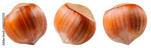 Hazelnut isolated png. Unpeeled hazelnut on white or transparent background. Perfect retouched forest filbert nut with shell no background. Transparent png collection. Full depth of field.