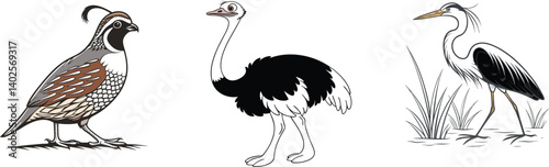 Quail, Ostrich, and Heron Bird Illustration –Unique Bird Species Artwork