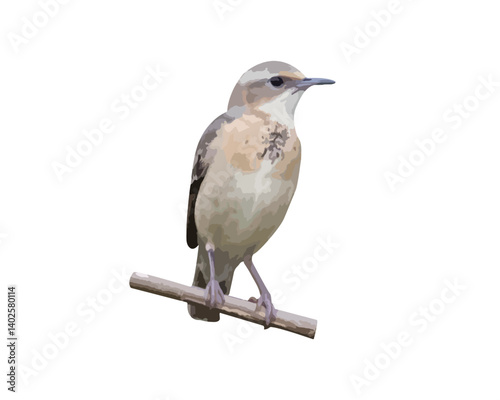 Illustration of a bird vector. Design, nature, drawing, isolated, animal, art, background, graphic, collection, silhouette. Can use for infographic, banner, poster, web design.	