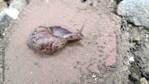 snail on the stone