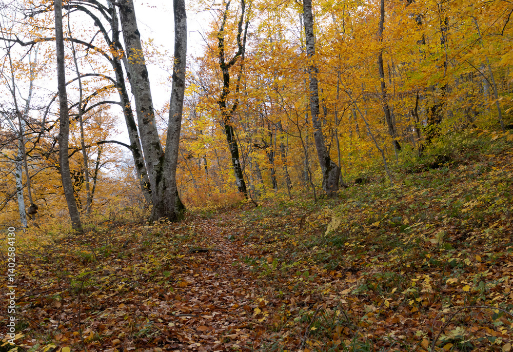 an autumn sunny day, a natural landscape, a walk through the forest park with an overview of the area an autumn sunny day, a natural landscape, a walk through the forest park with an overview of the area