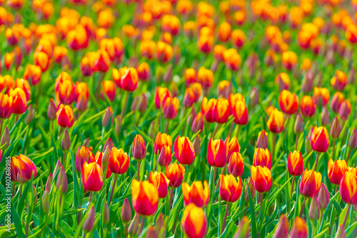 Obraz na płótnie Colorful flowers growing in an agricultural field, Almere, Flevoland, The Netherlands, April 11, 2025 w salonie