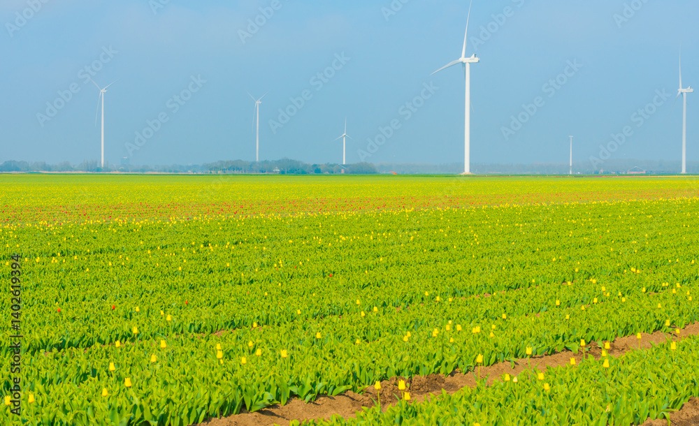 Colorful flowers growing in an agricultural field, Almere, Flevoland, The Netherlands, April 11, 2025