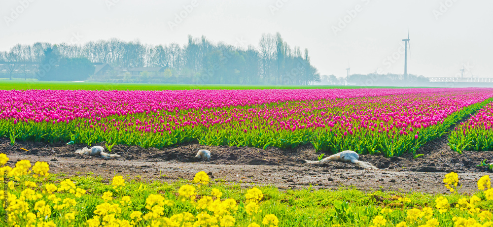 Obraz premium Colorful flowers growing in an agricultural field, Almere, Flevoland, The Netherlands, April 11, 2025