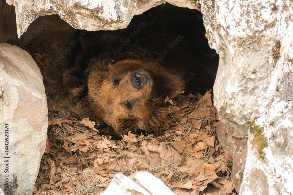 Grizzly bear in the Chengdu Zoo, China