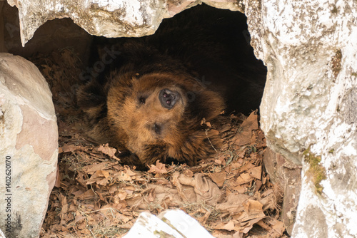 Grizzly bear in the Chengdu Zoo, China