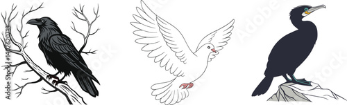 Raven, Dove, and Cormorant Bird Illustration – Unique Avian Artwork Collection