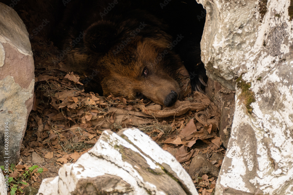 Grizzly bear in the Chengdu Zoo, China
