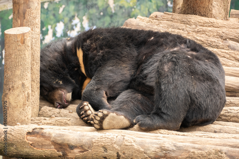 Grizzly bear in the Chengdu Zoo, China