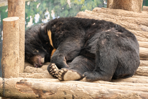 Obraz na płótnie Grizzly bear in the Chengdu Zoo, China w salonie