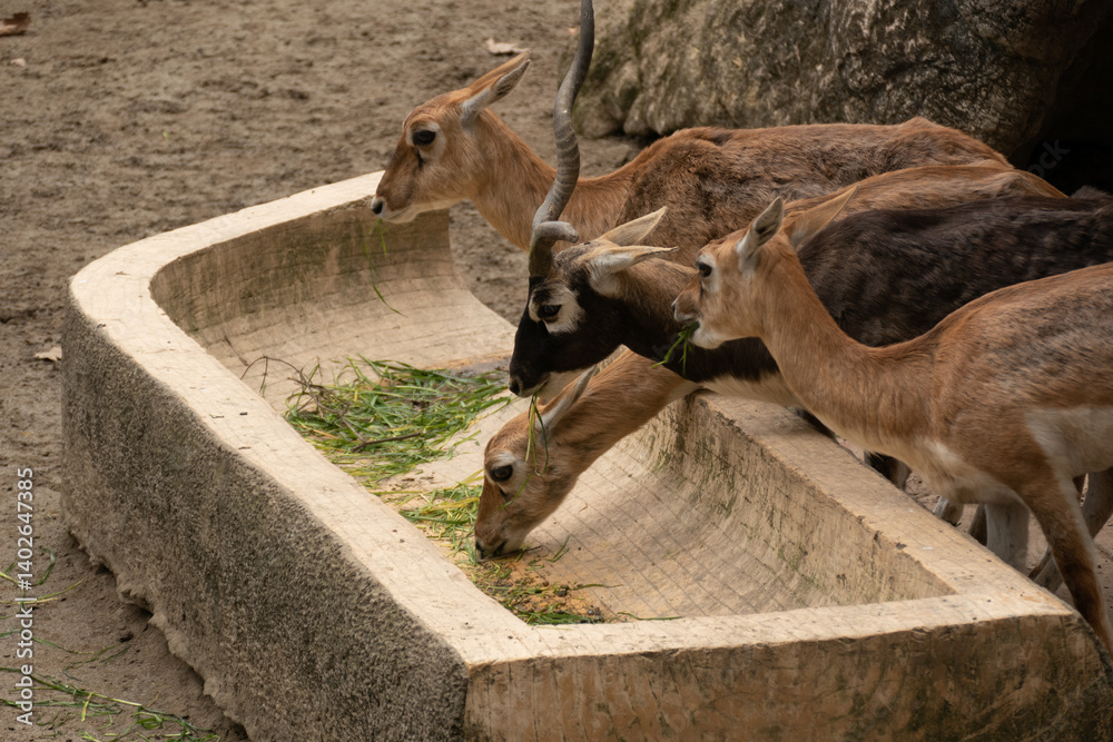 Wild deer in the Chengdu's Zoo, Chin