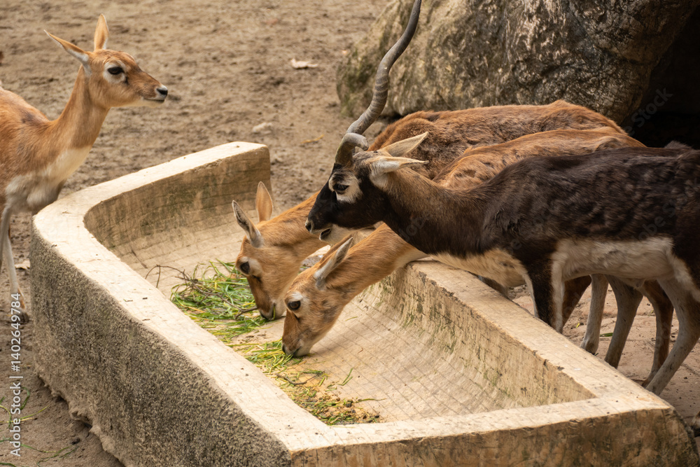Wild deer in the Chengdu's Zoo, Chin