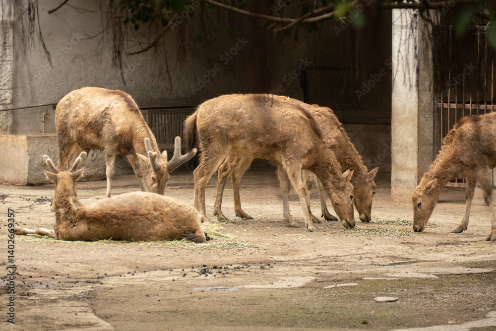 Wild deer in the Chengdu's Zoo, Chin