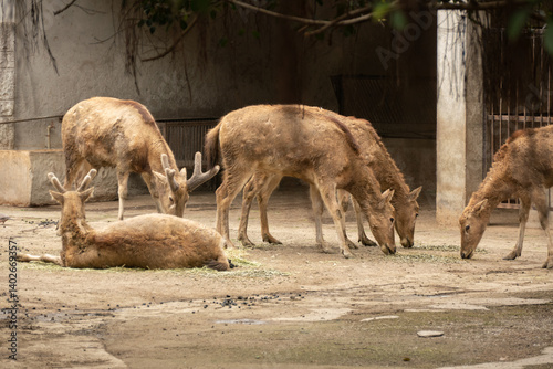 Obraz na płótnie Wild deer in the Chengdu's Zoo, Chin w salonie