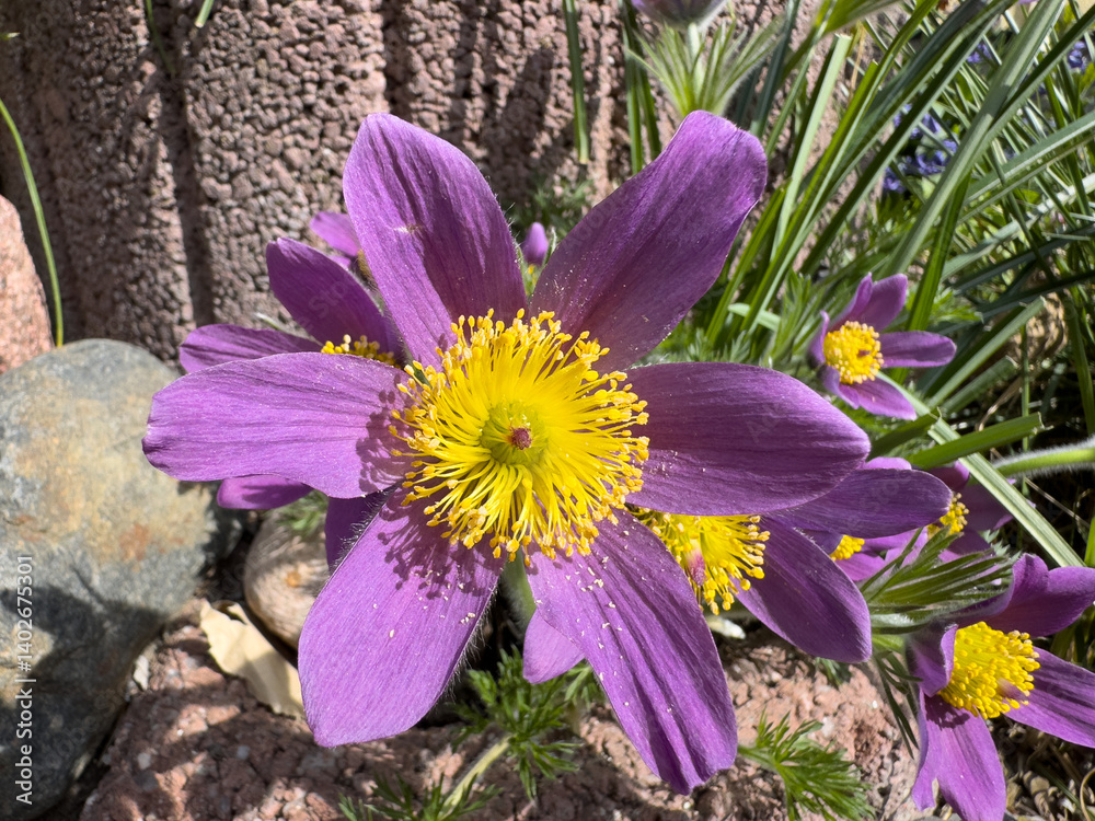 purple Pulsatilla flowers in the spring garden