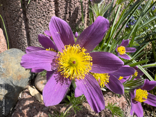 Obraz na płótnie purple Pulsatilla flowers in the spring garden w salonie