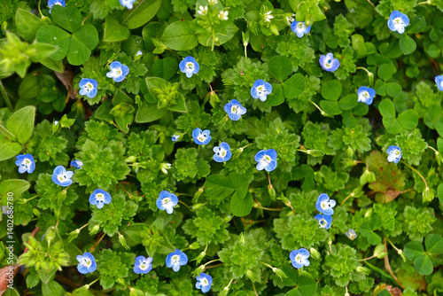 別名「星の瞳」とも呼ばれるオオイヌノフグリの花