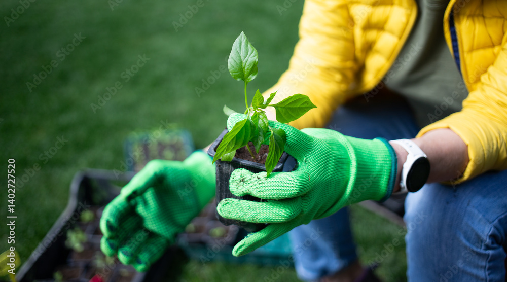 woman planting seedling in spring
