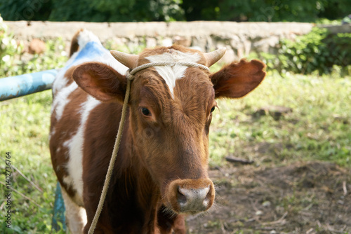 Veterinary fixation of a young white-brown bull using a rope on the horns