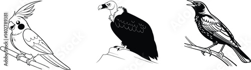 Blackbird, Cockatiel, and Vulture Bird Illustrations – Songbird, Pet, and Scavenger Art