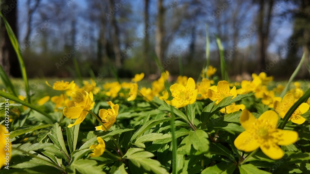 Obraz premium Spring blossom of the yellow anemone in the sunshine