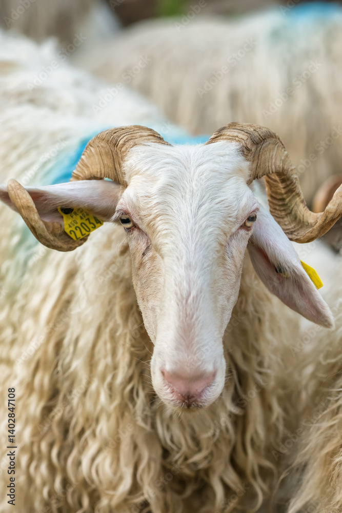 Sheep farm in the Pyrenees mountains. Cheese production in France